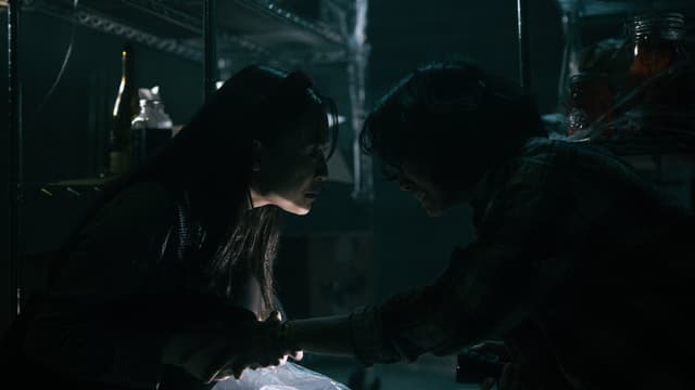 Chiroptera